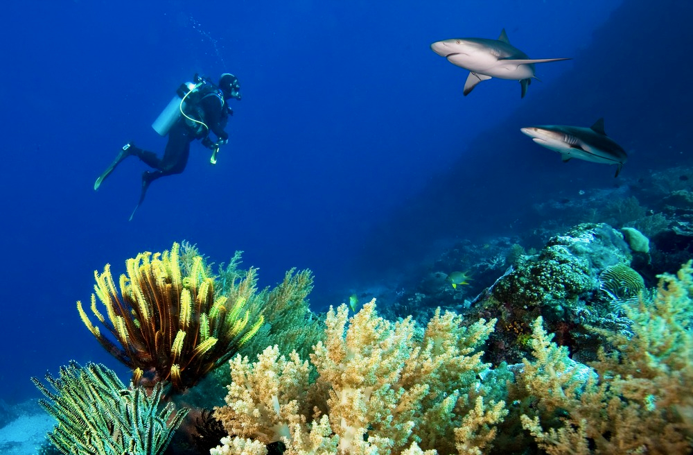 Diver in water