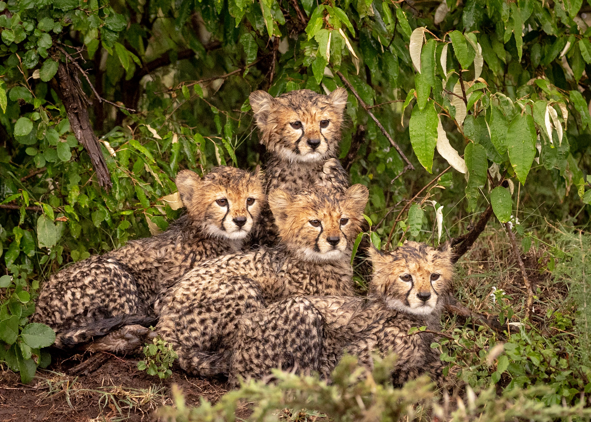 cheetah cubs