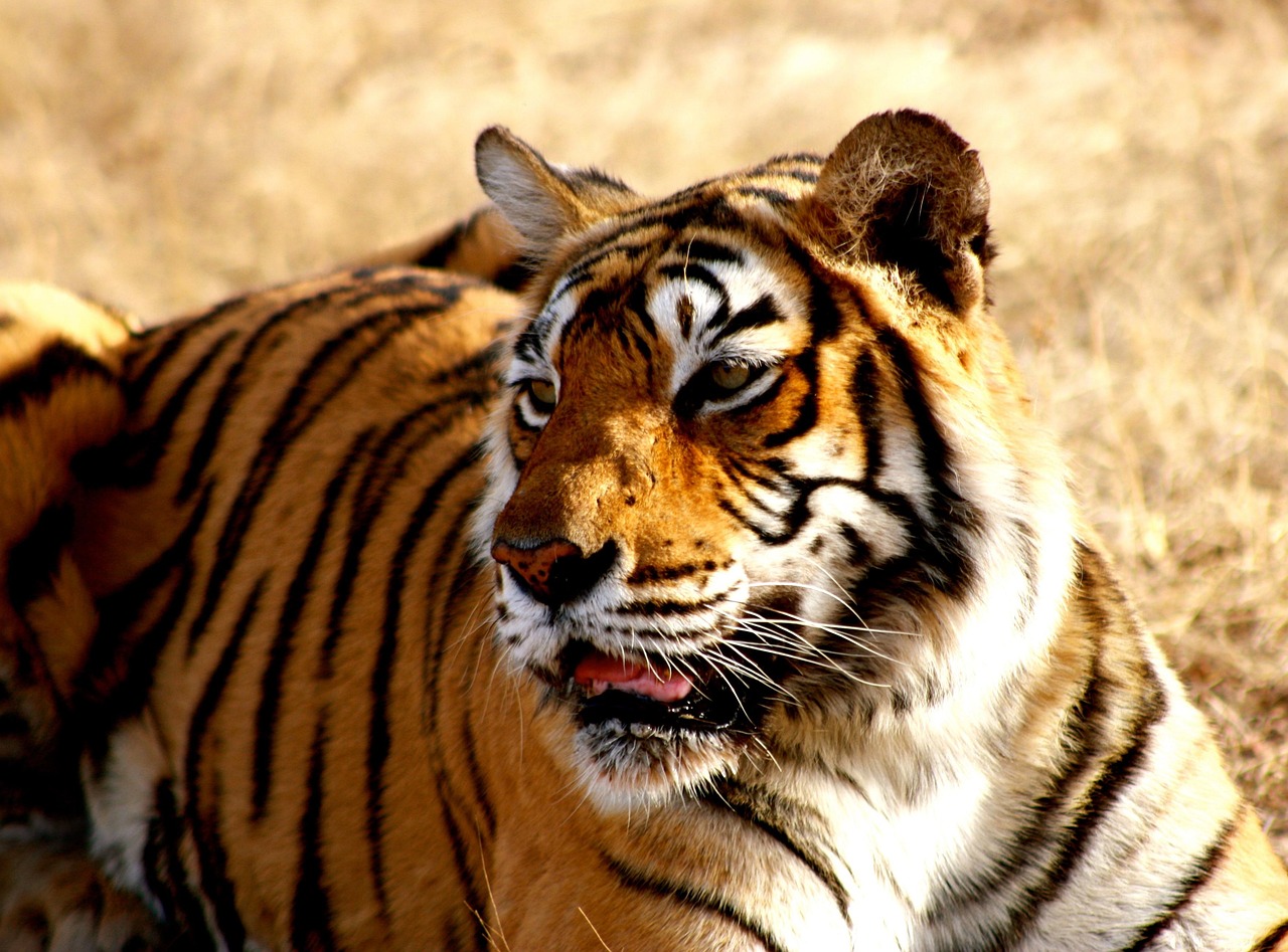 tiger in india