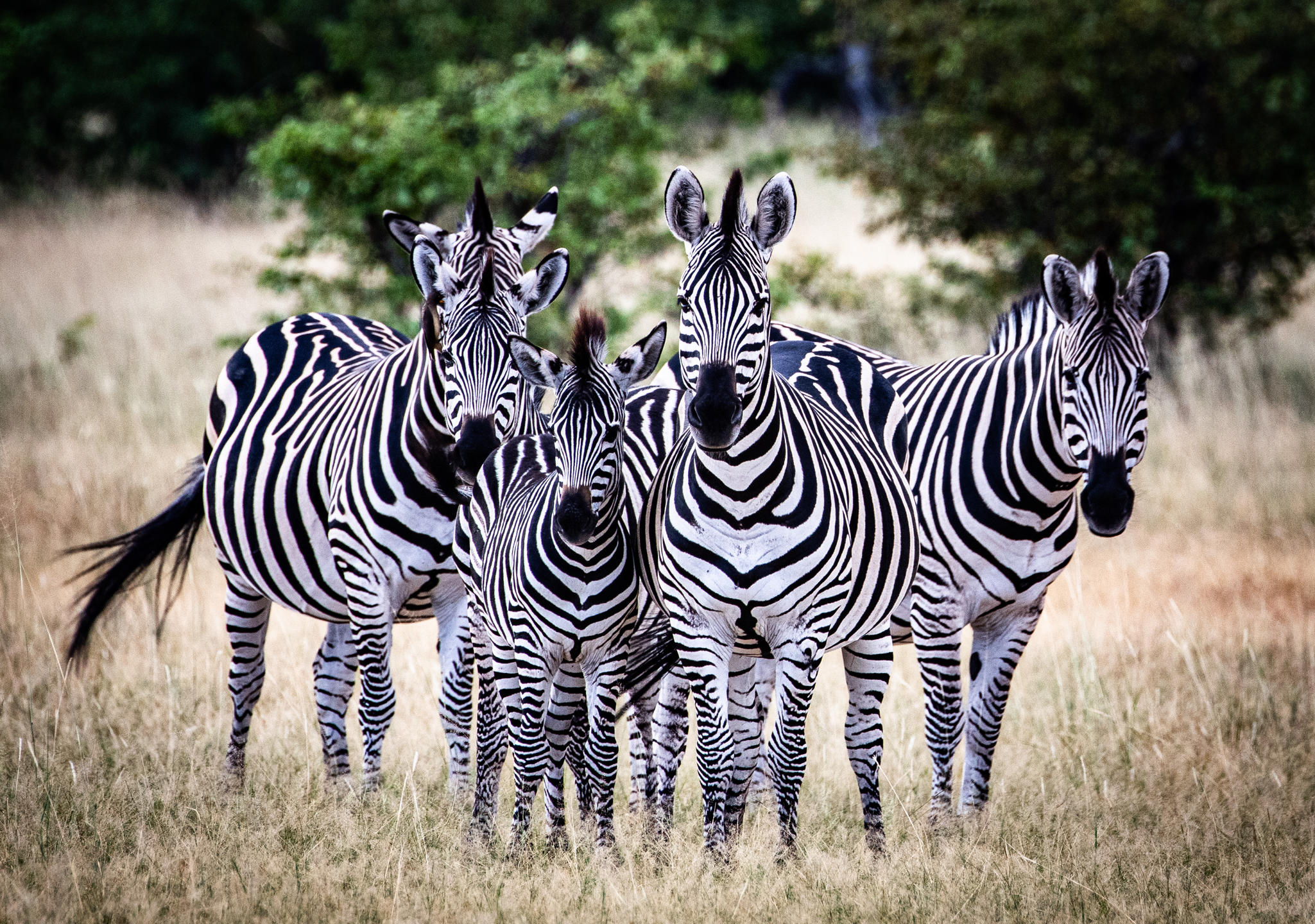 zebras