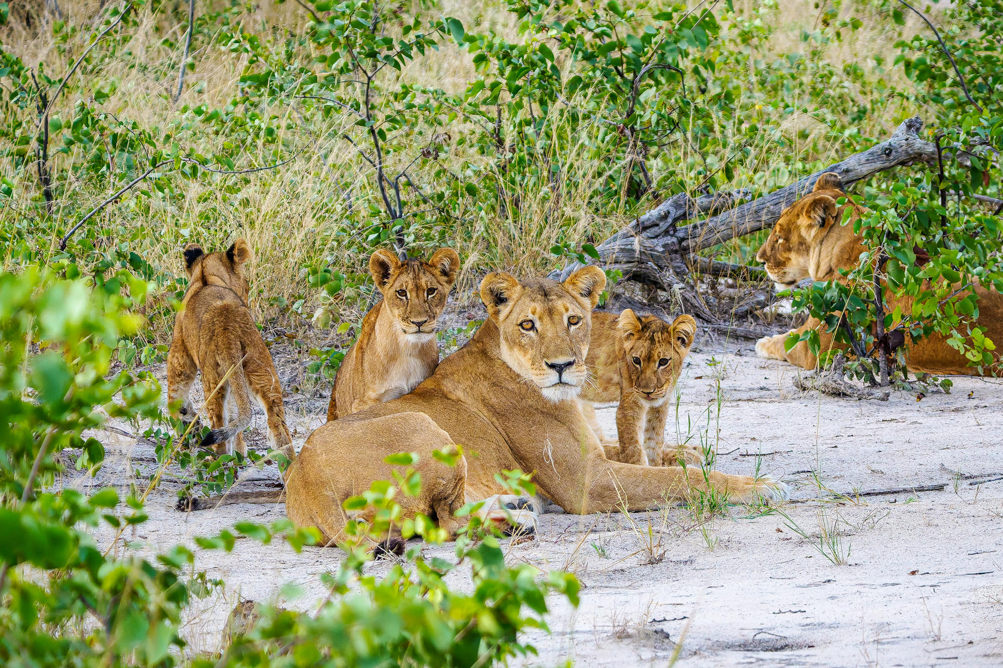 lions