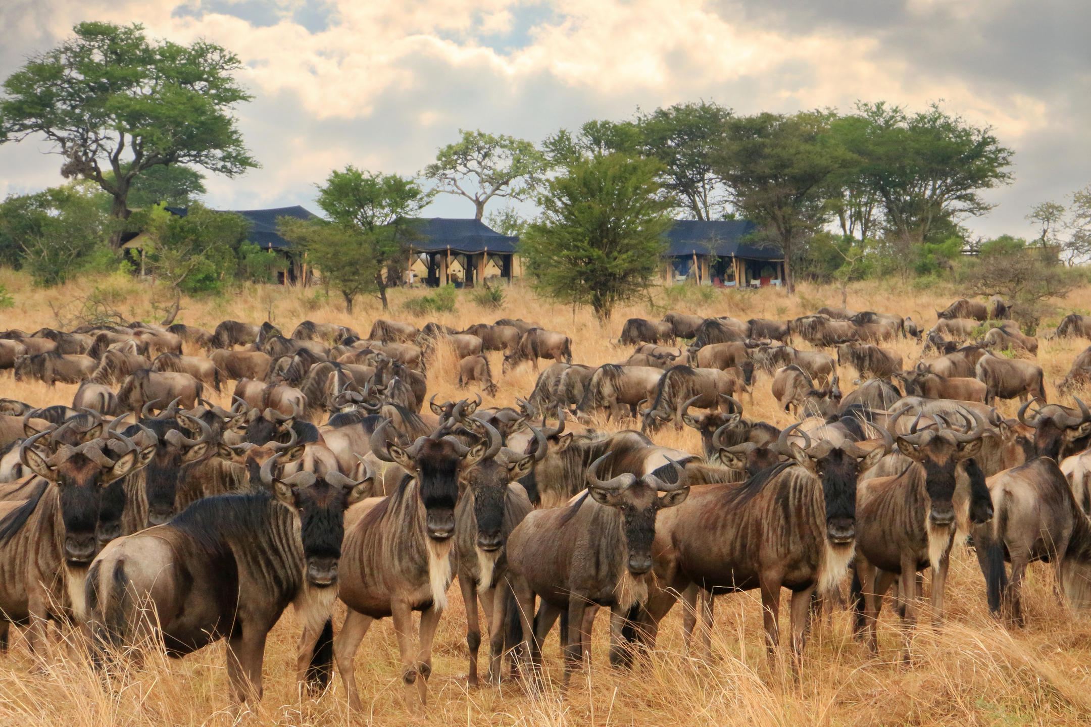 wild songa