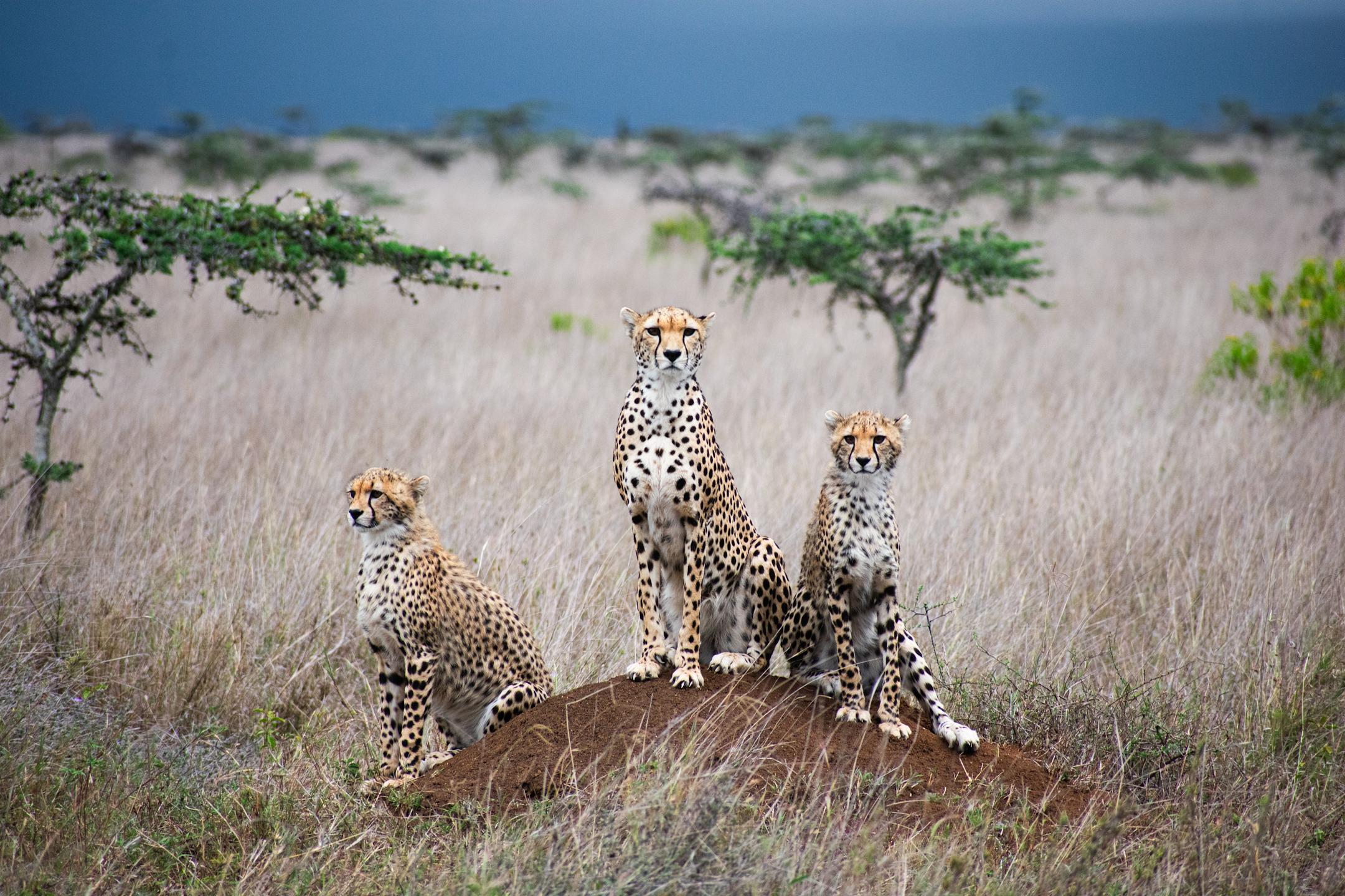 cheet trio