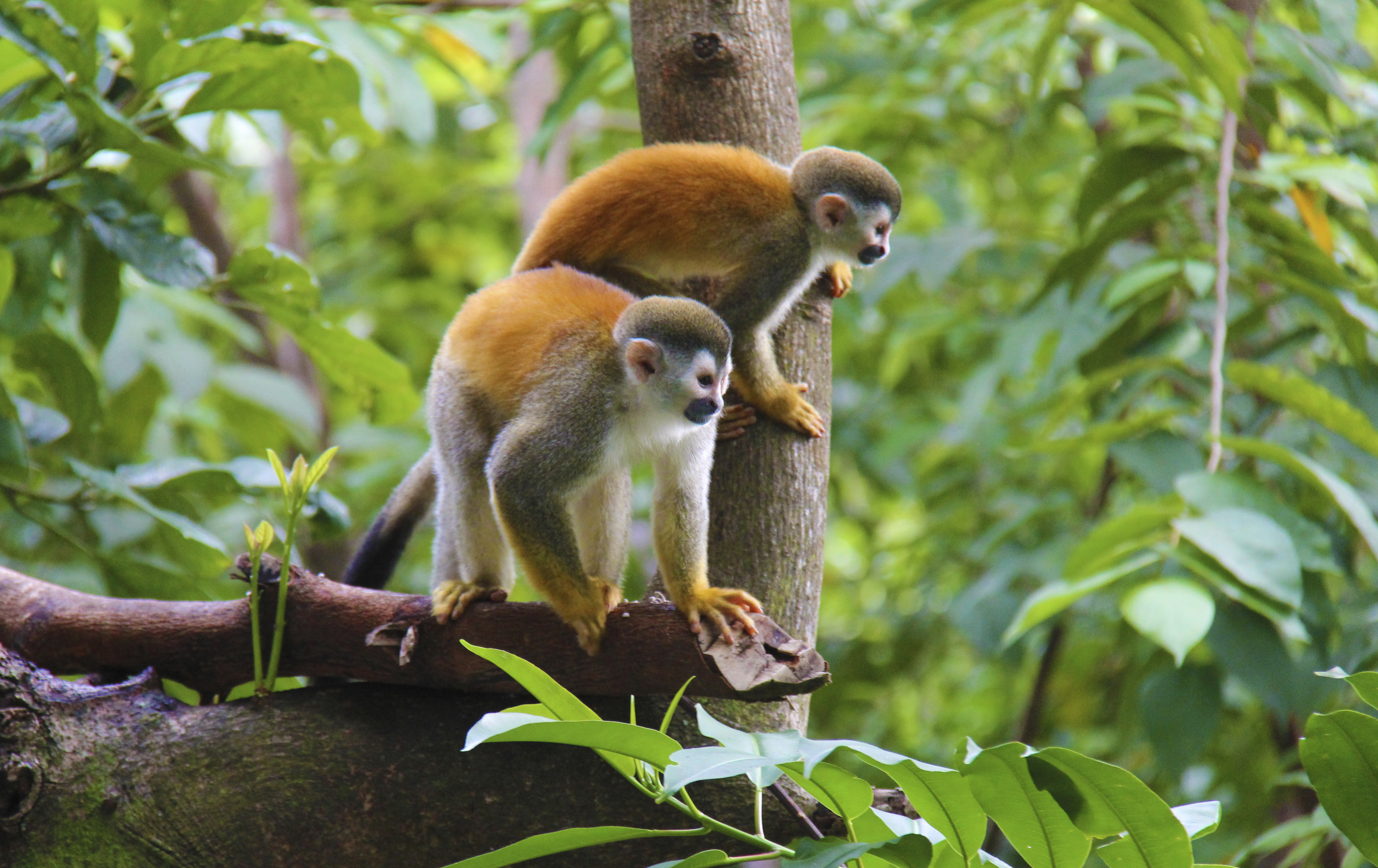 Эндемик Бразилии обезьяны