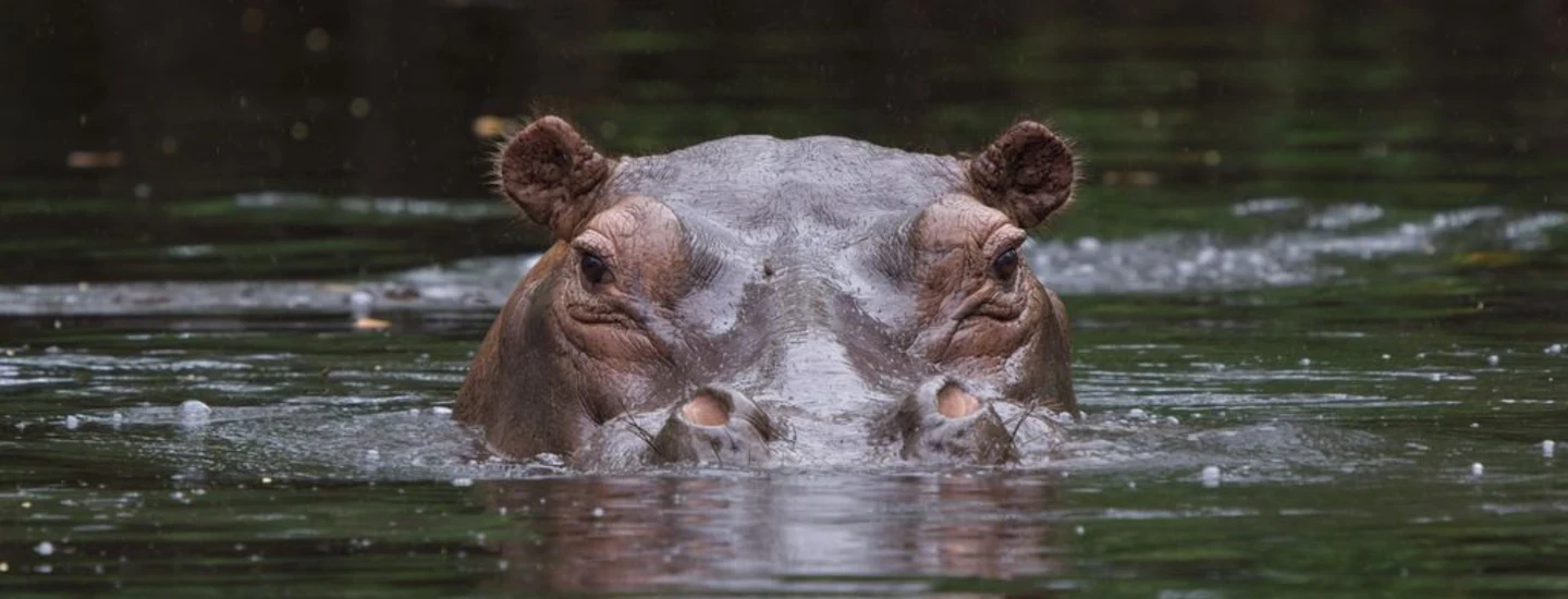 hippo