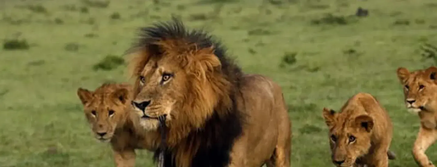 lions