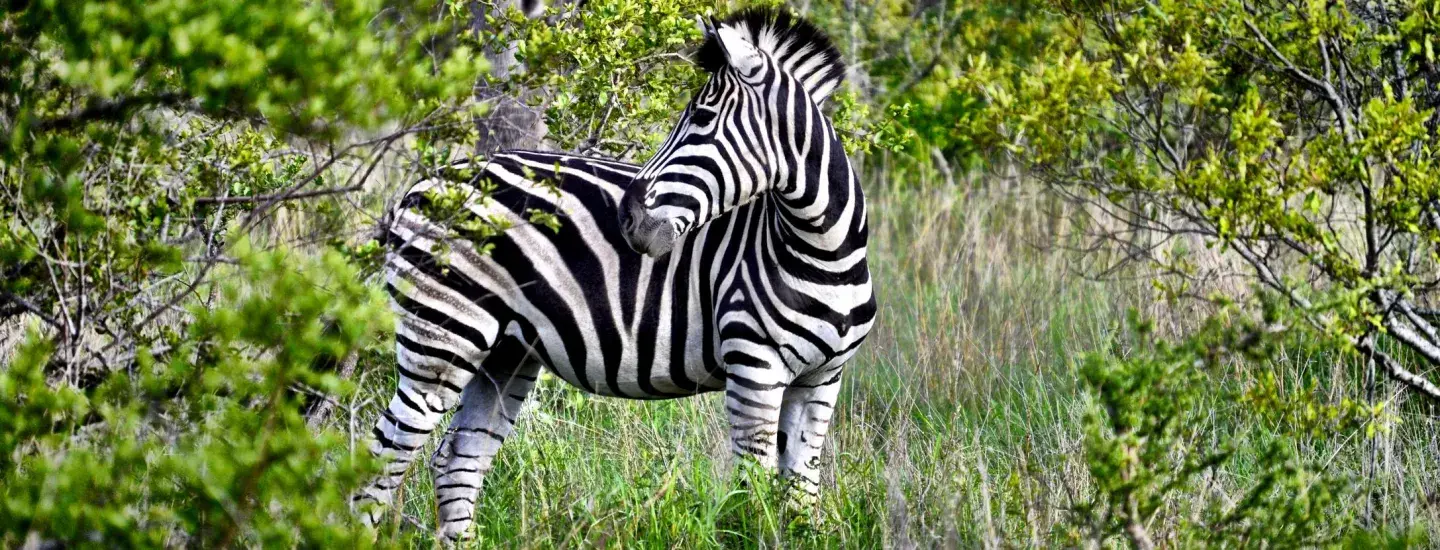 zebra
