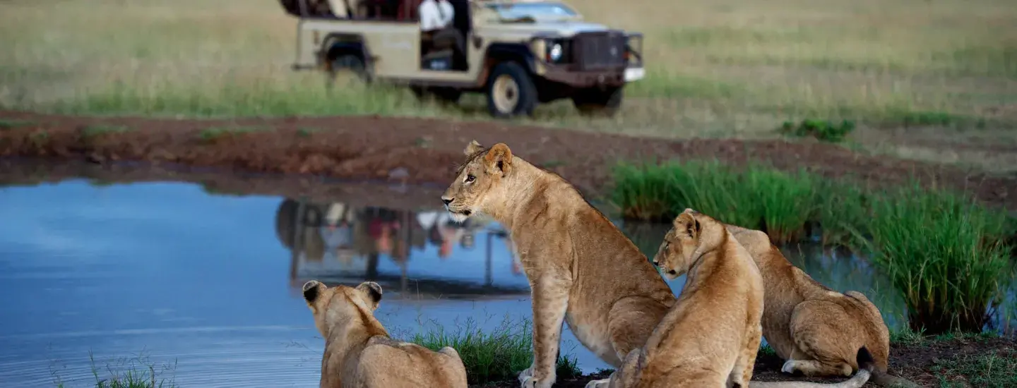 lion