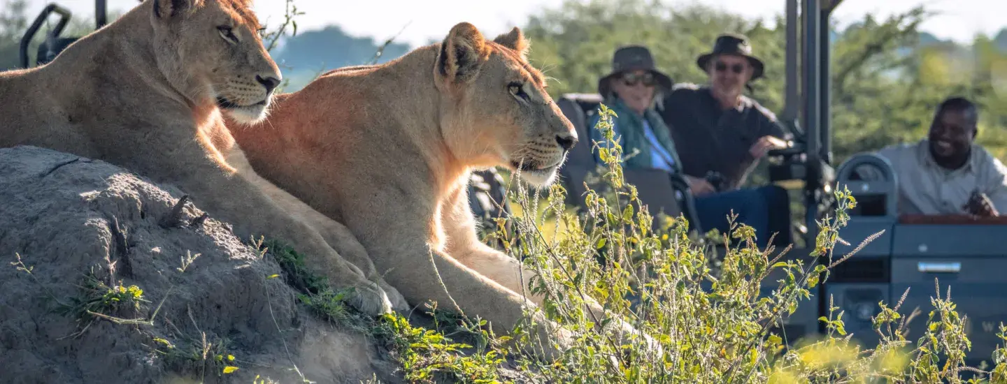 lions