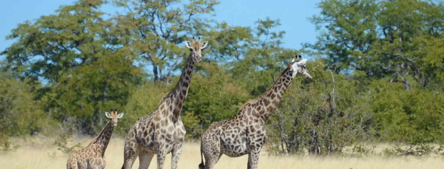 giraffes