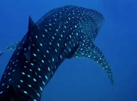 Whaleshark underwater