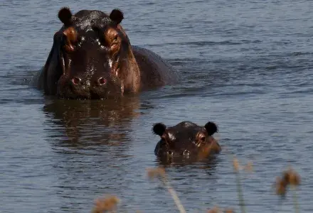 Hippos