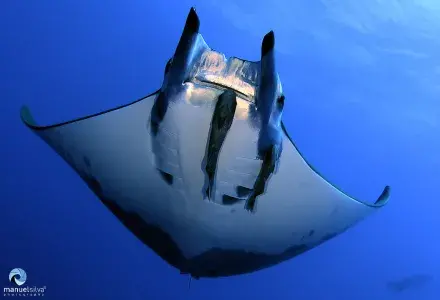 manta