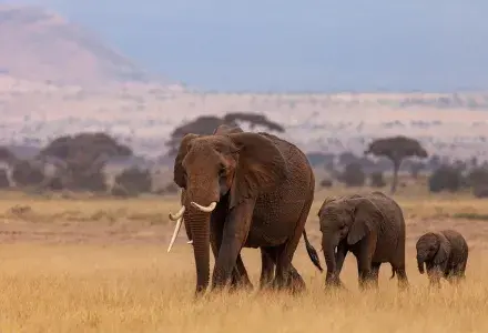 Elephants