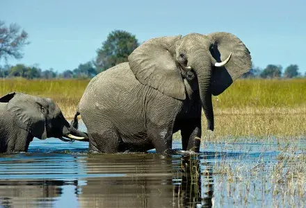 elephant