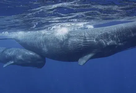 Sperm Whales