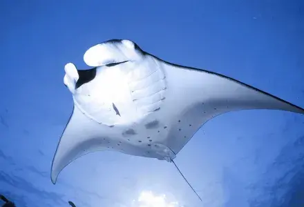 manta