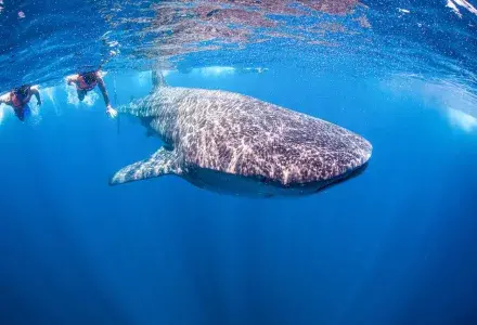 whale shark