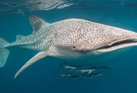whale shark