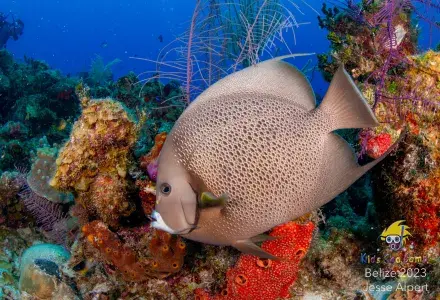fish