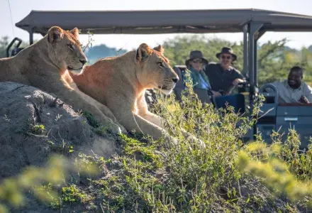 lions