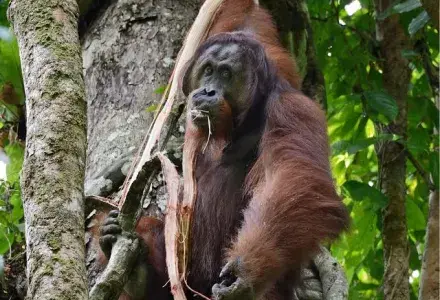 orang