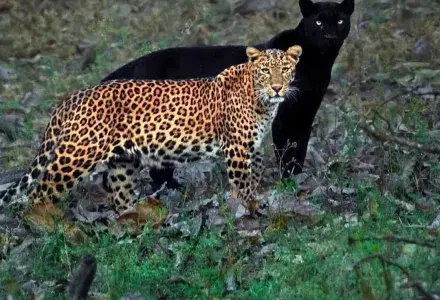 kitties