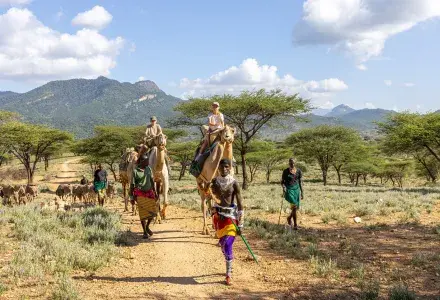 camels