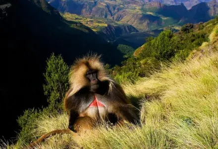 gelada