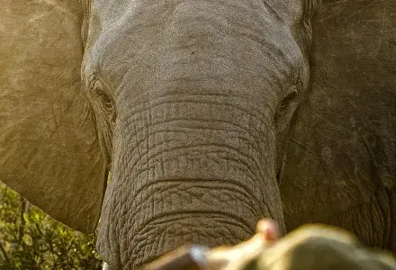 ele
