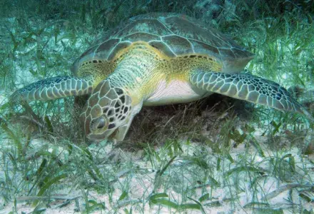 turtle