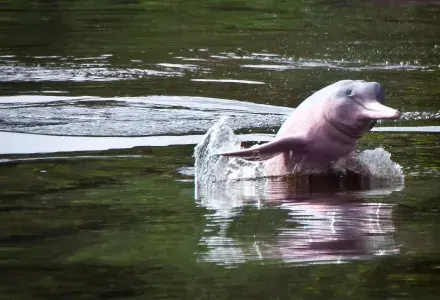 pink d