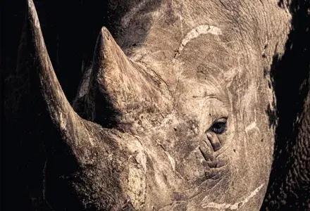 rhino
