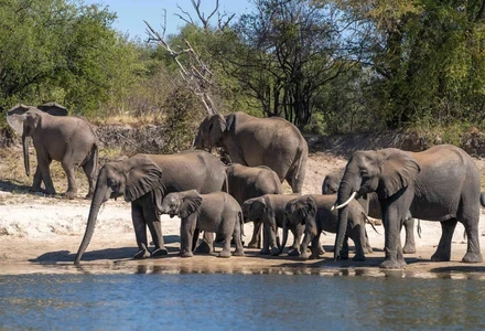 ellies