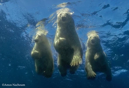 swim