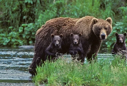 mama