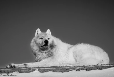 wolfie