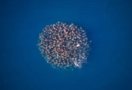 rays