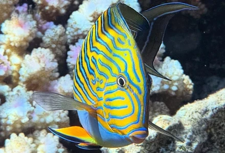 fish