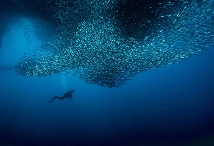 sardine