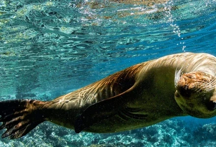 sea lion