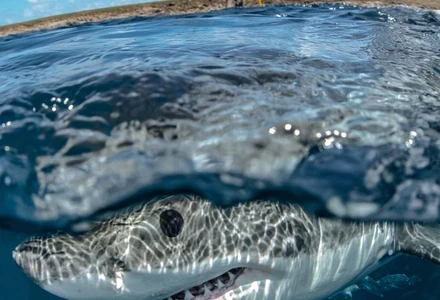 jaws