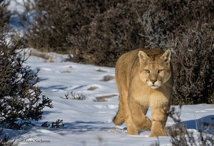puma