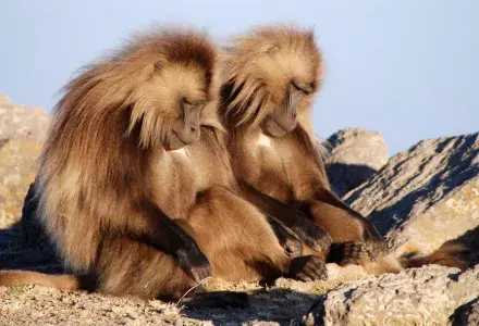 apes