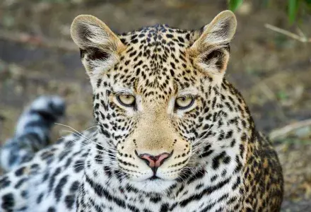 Leopard