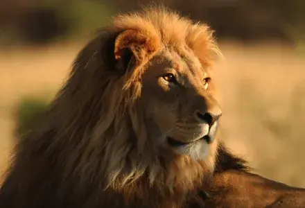 lion