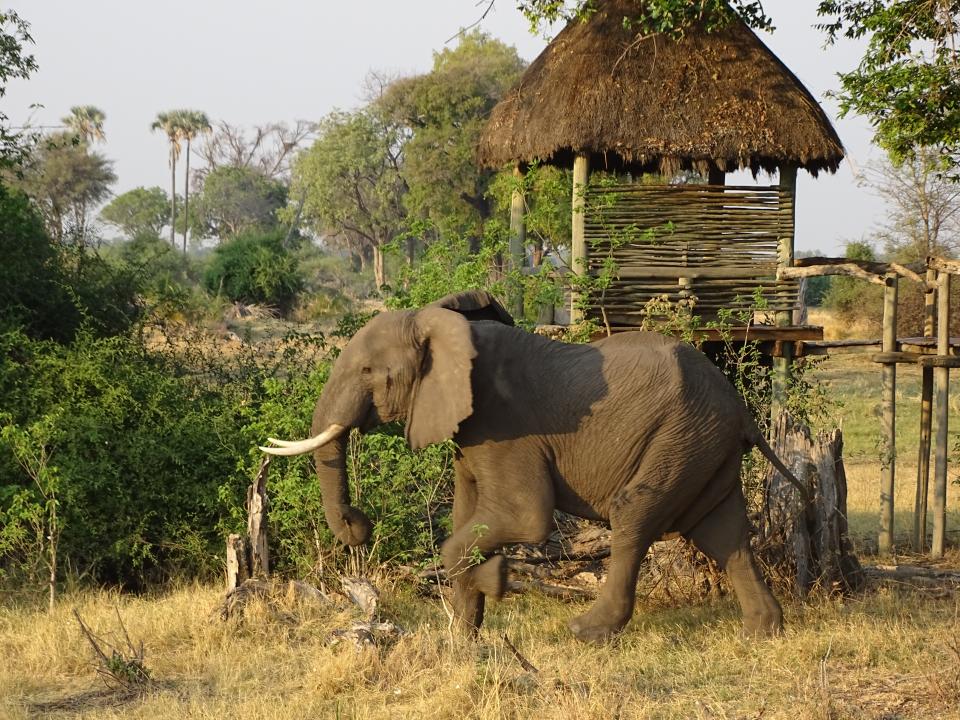 safari botswana zambia zimbabwe