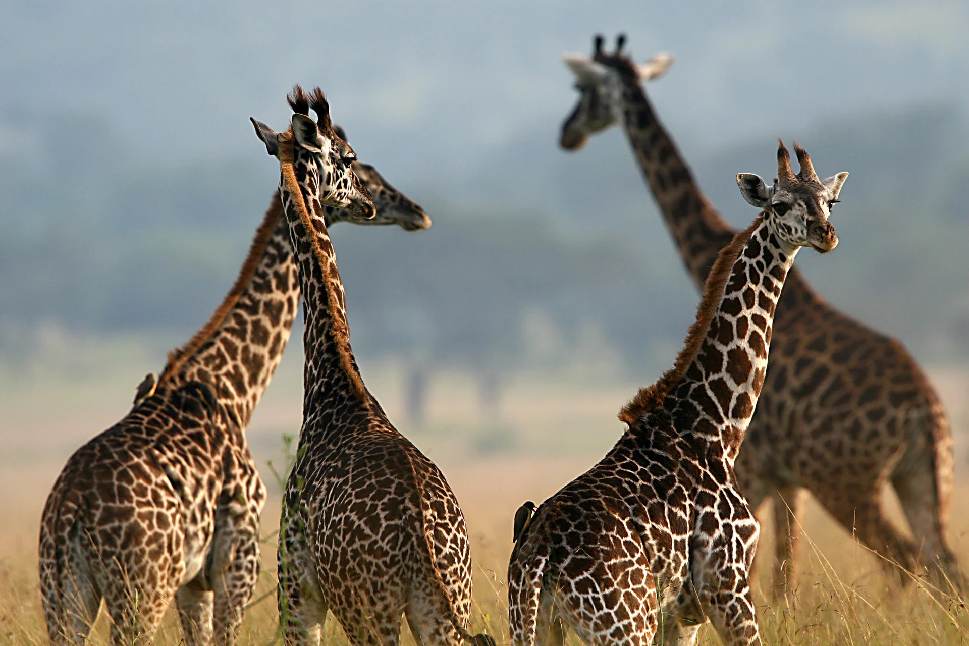 giraffes TZ