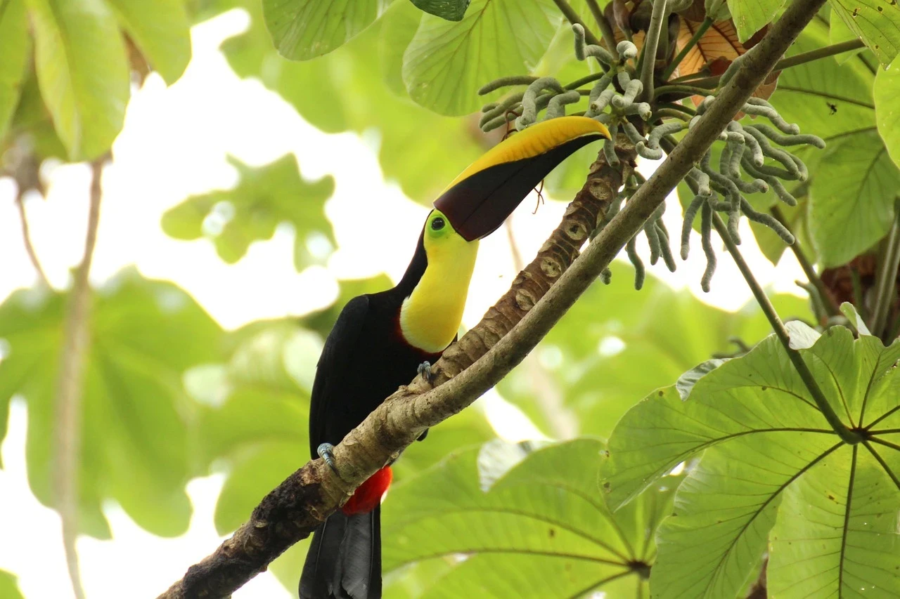 toucan