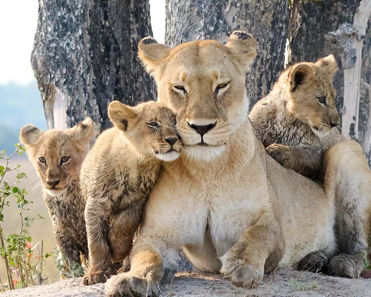 mama